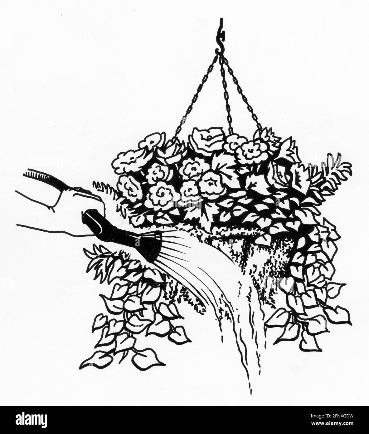 A drawing of a hand watering a completed hanging basket featuring a sphagnum moss liner and young plants that have been top and side planted Stock Photo