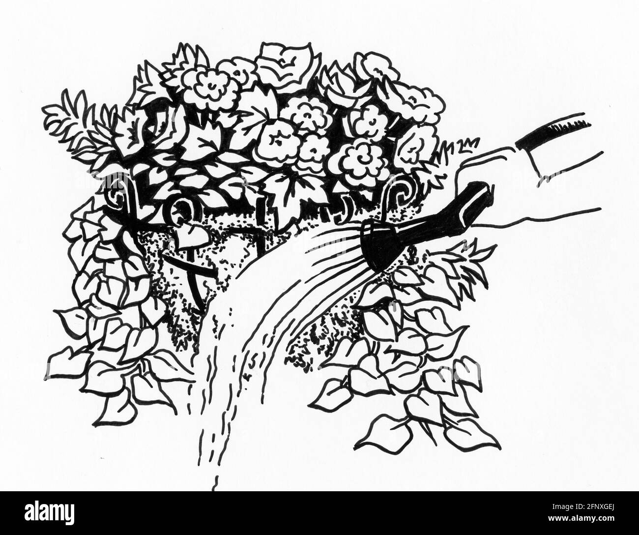 A drawing of a hand watering a completed planter featuring a sphagnum moss liner and young plants that have been top and side planted Stock Photo