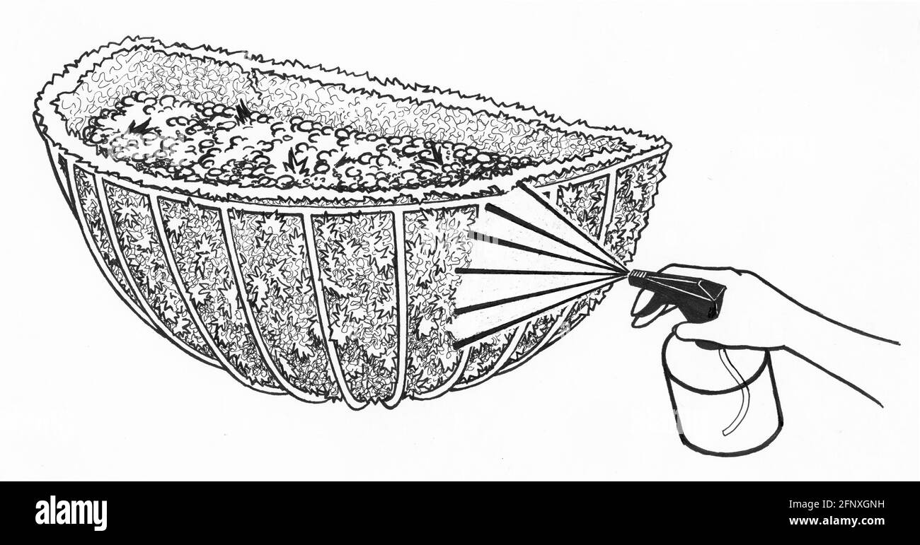 A drawing of a person spraying a wall planter and moss liner with water Stock Photo