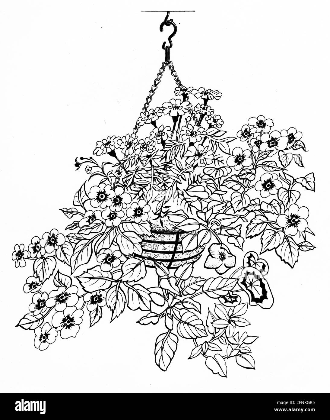 A drawing of a completed hanging basket featuring a sphagnum moss liner and mature plants that have been top and side planted Stock Photo