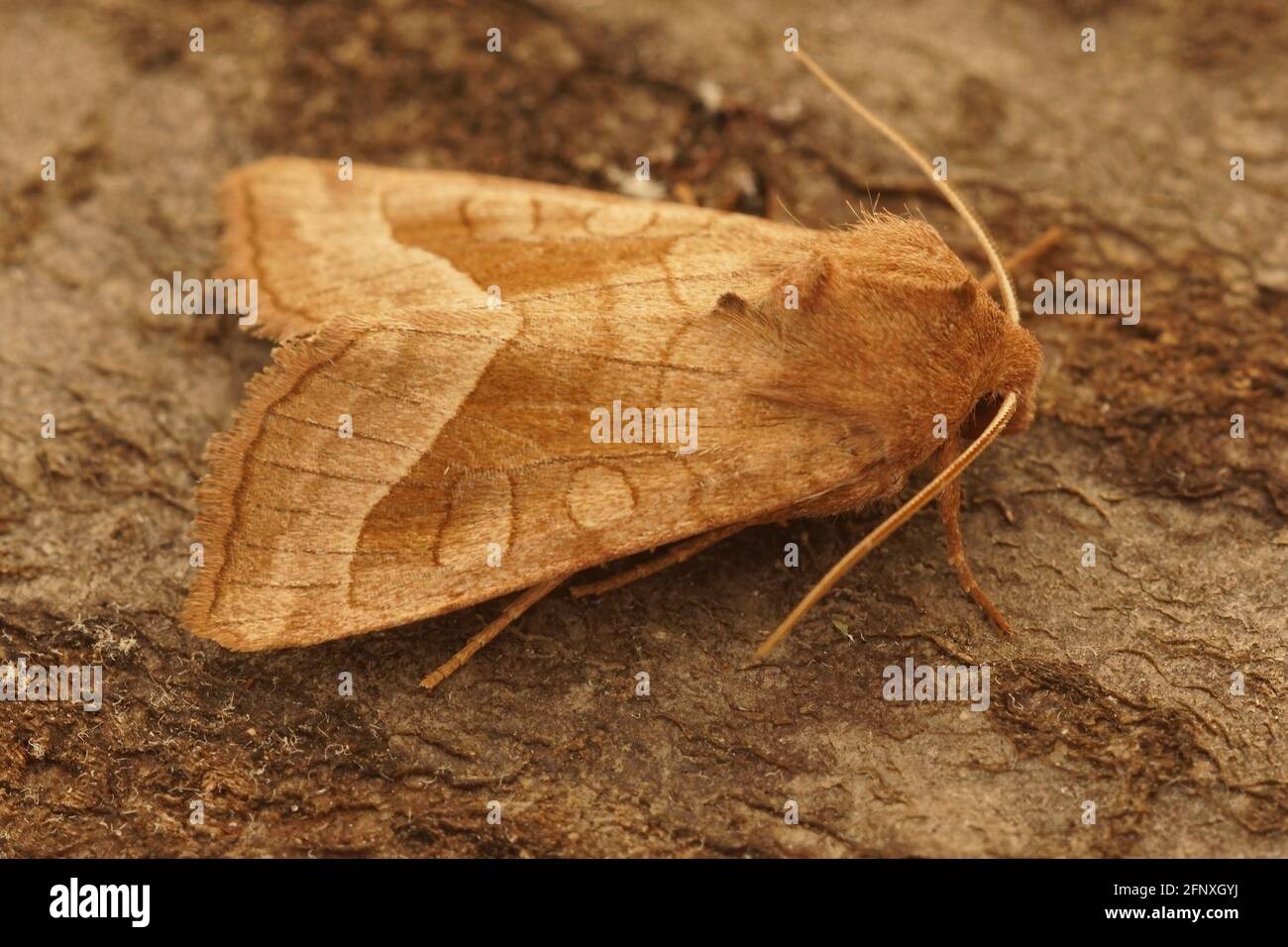 Closeup of the Rosy rustic moth (Hydraecia micacea) Stock Photo