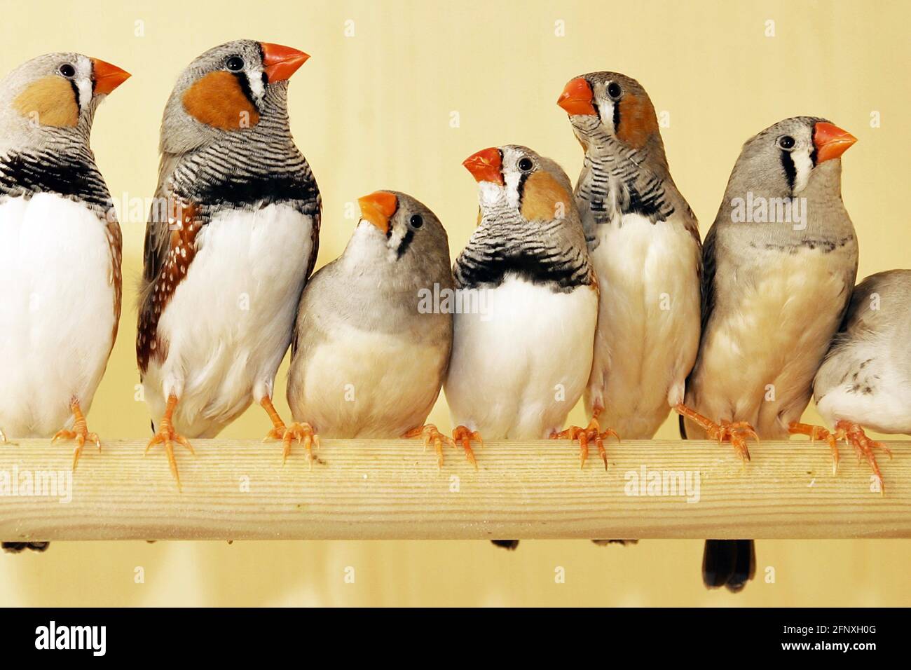 Zebra Finch Bird Cage