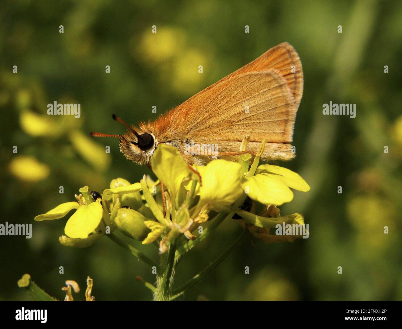 Essex skipper (Thymelicus lineolus, Thymelicus lineola), sits on a flower, Austria Stock Photo