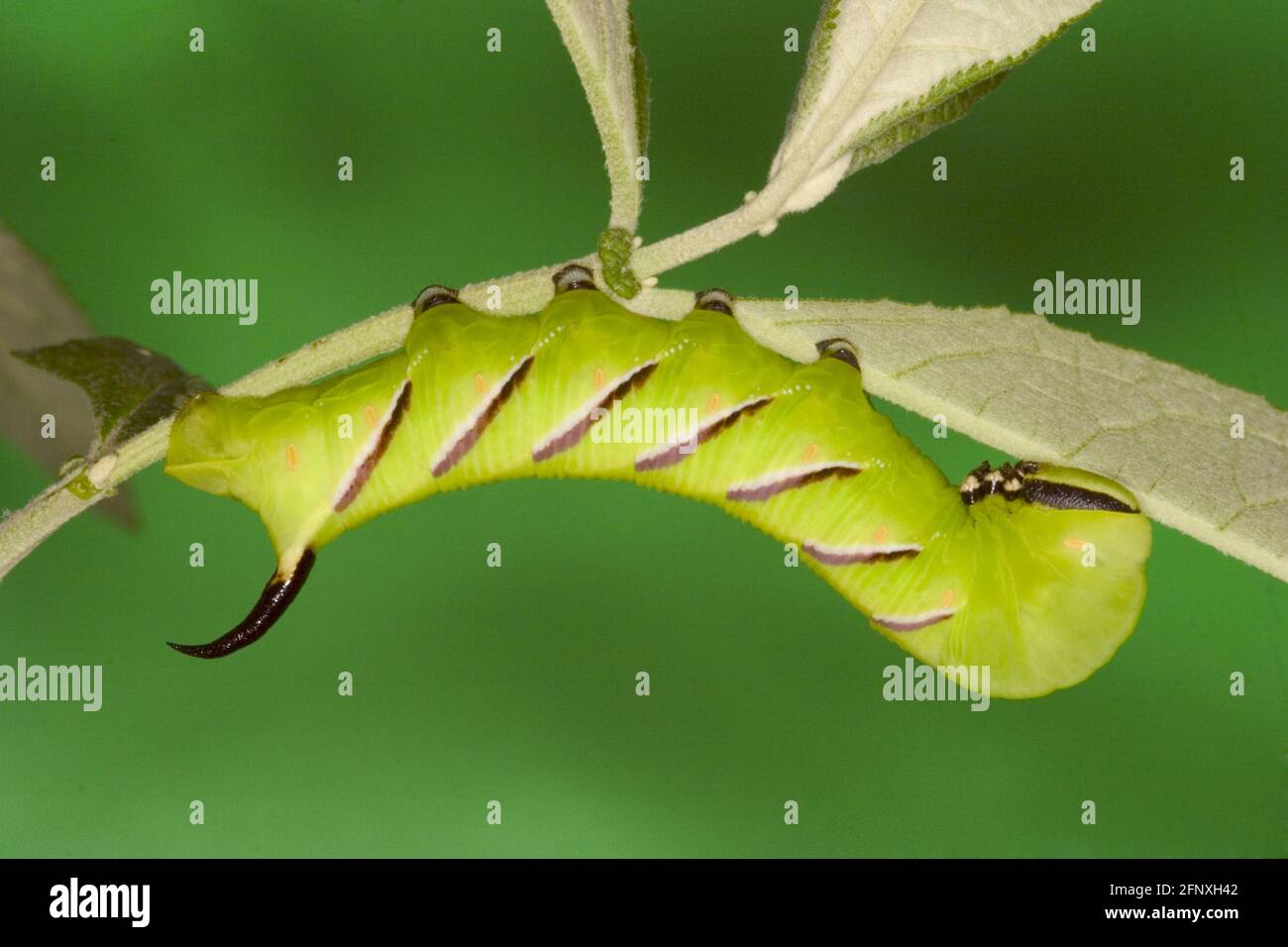 privet hawkmoth (Sphinx ligustri), caterpillar creeping on a stem, Austria Stock Photo