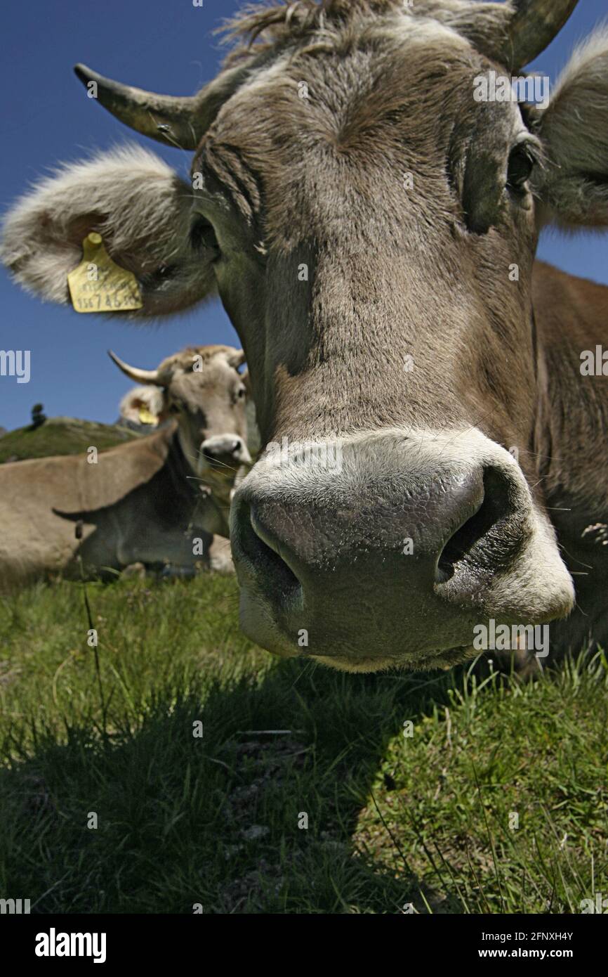 domestic cattle (Bos primigenius f. taurus), dairy cows on alpine pasture, Austria Stock Photo