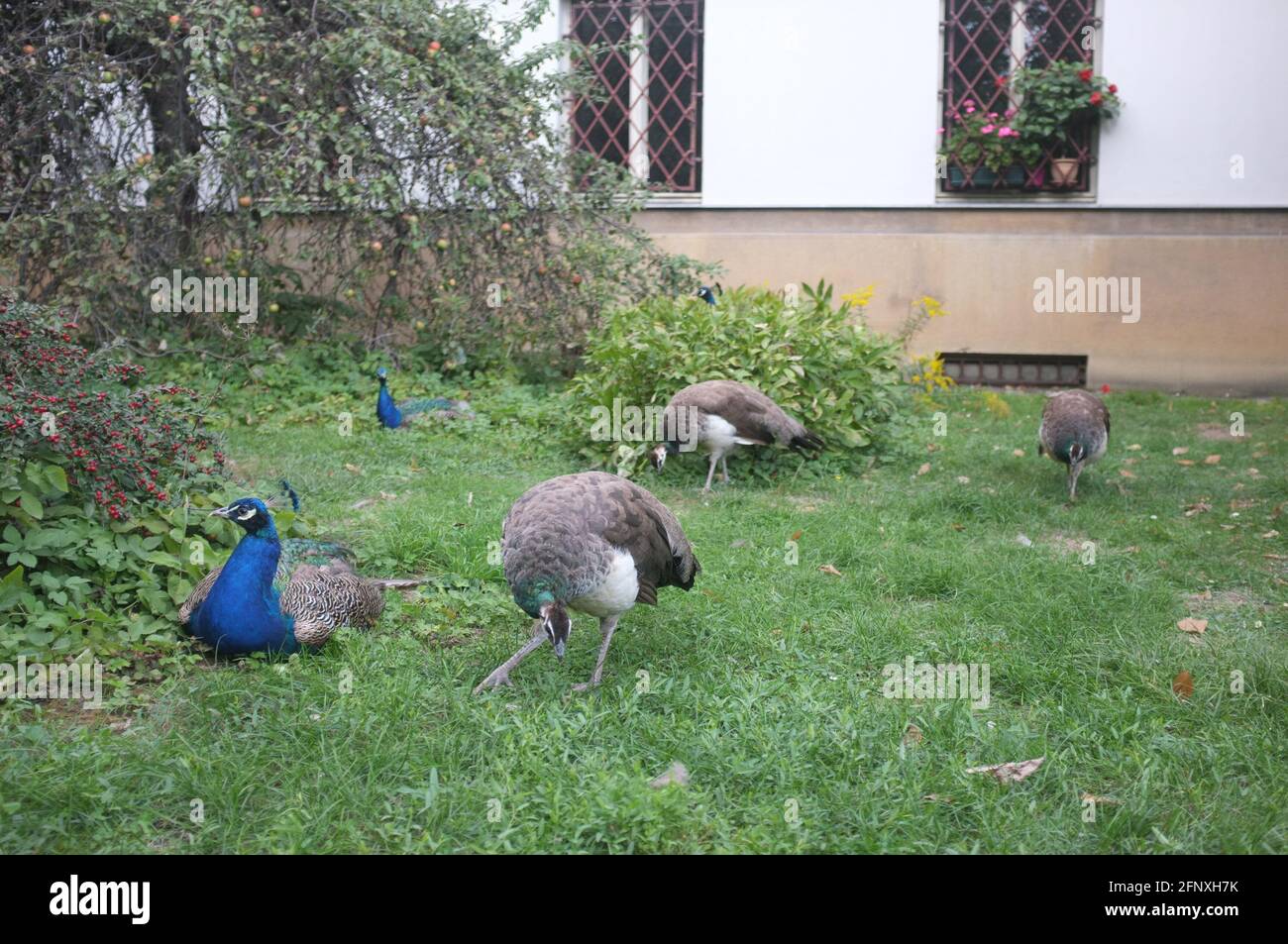 Closeup of peafowls in a garden covered in greenery in the daylight Stock Photo