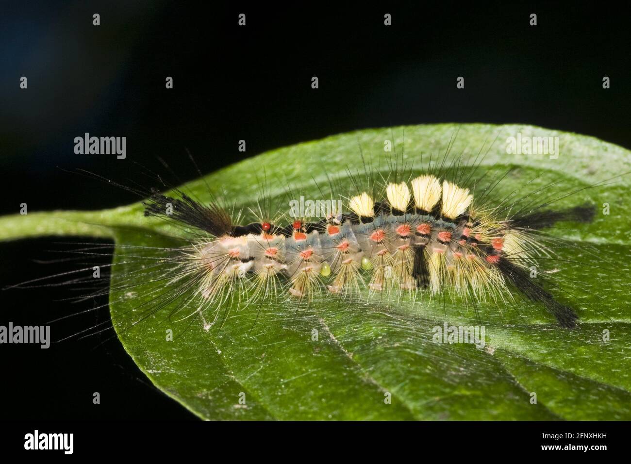 vapourer moth, common vapourer, rusty tussock moth (Orgyia antiqua, Orgyia recens), sits on a leaf, Austria Stock Photo