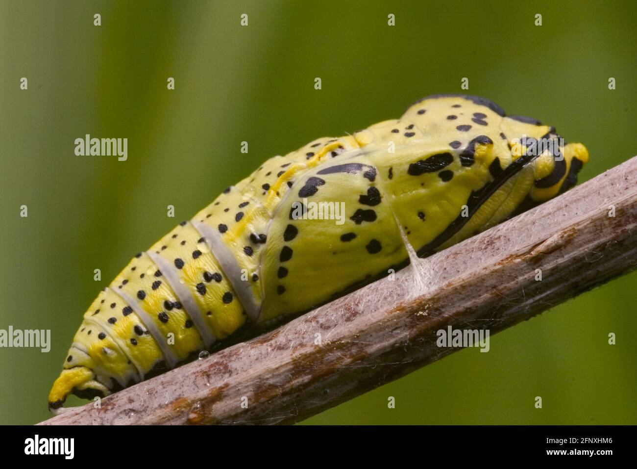 large white (Pieris brassicae), pupa on a stem, Austria Stock Photo