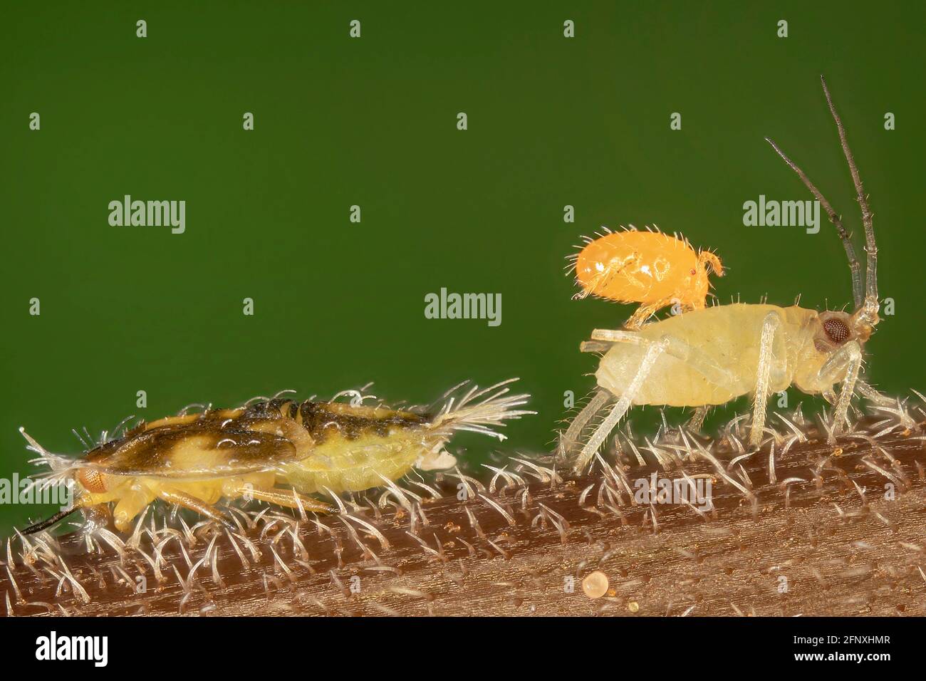 aphids (Aphidoidea), aphid larva (Aphididae, right) with parasitic mite larva (Erythraeidae), on the left larva of a jumping plant louse Stock Photo