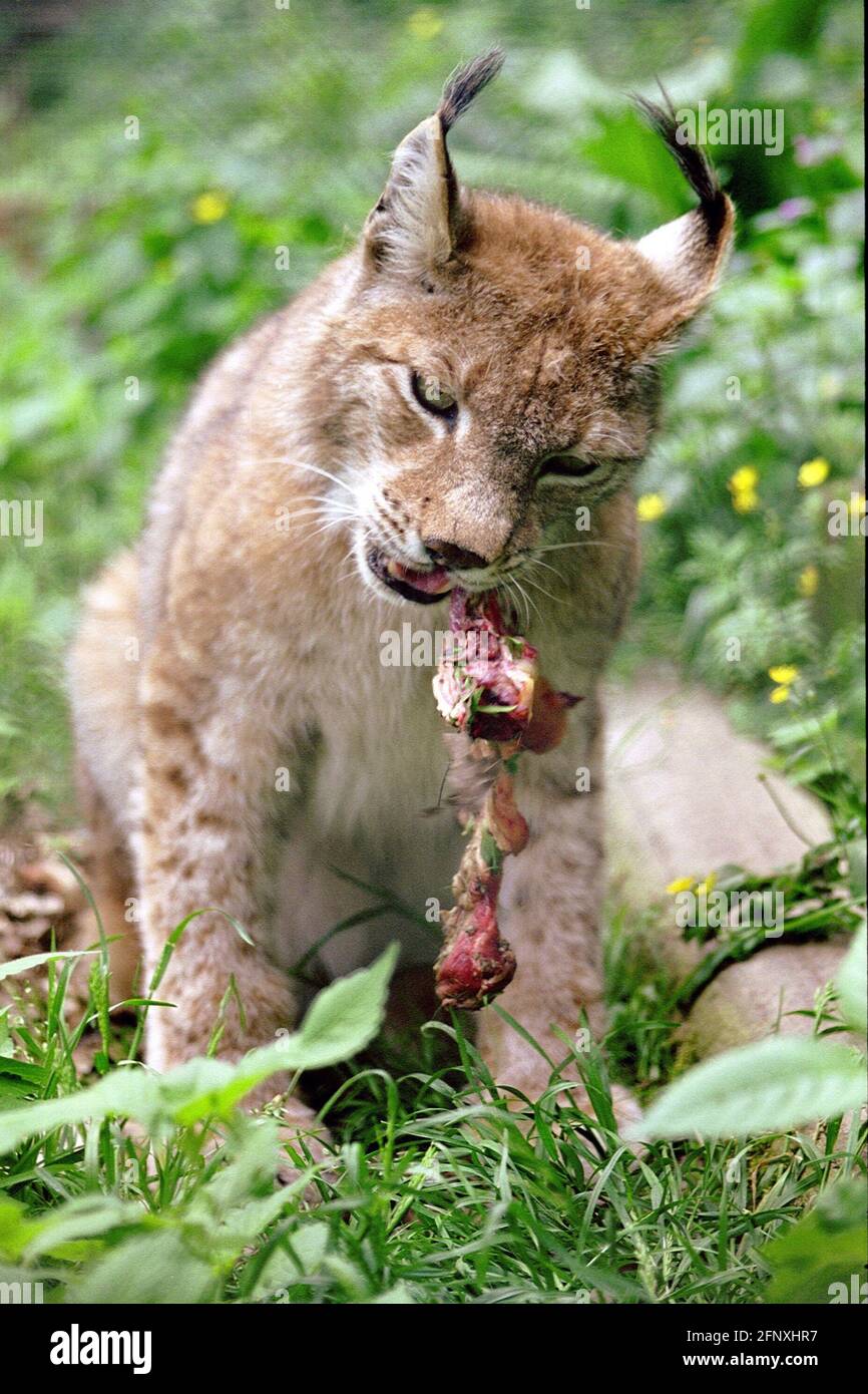 Eurasian lynx (Lynx lynx), feeding Stock Photo - Alamy - Lynx Snake Feeding