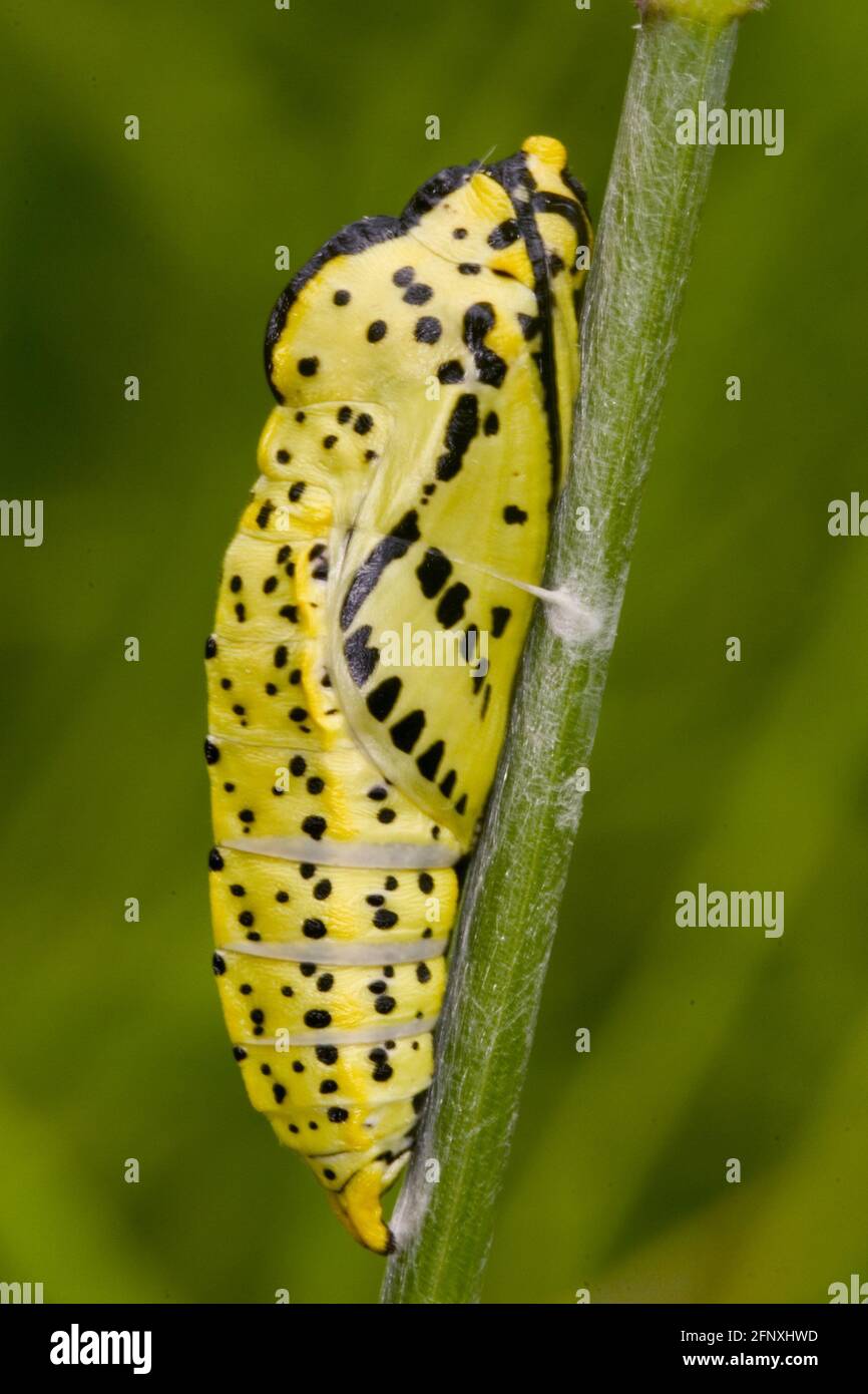 large white (Pieris brassicae), pupa on a stem, Austria Stock Photo