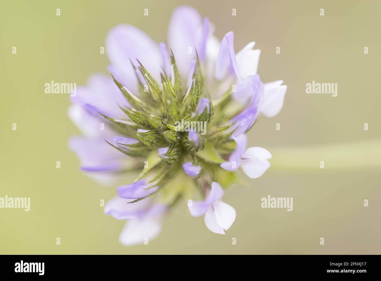 Closeup of a blooming psoralea in a field under the sunlight with a blurry background Stock Photo