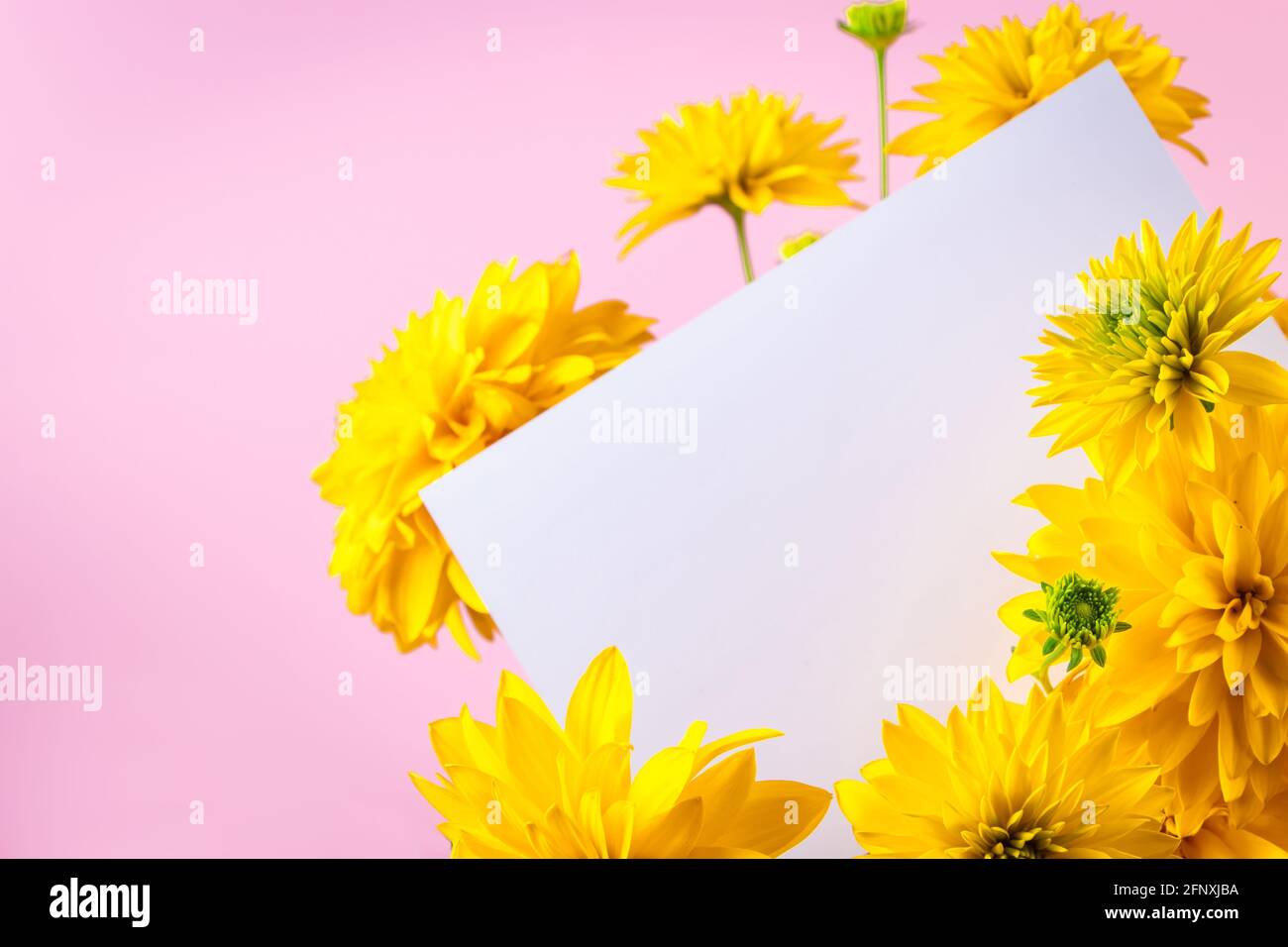 Blank greeting card in a bouquet of yellow summer flowers on a pink background. Flower delivery. Holiday invitation, place for text. Stock Photo