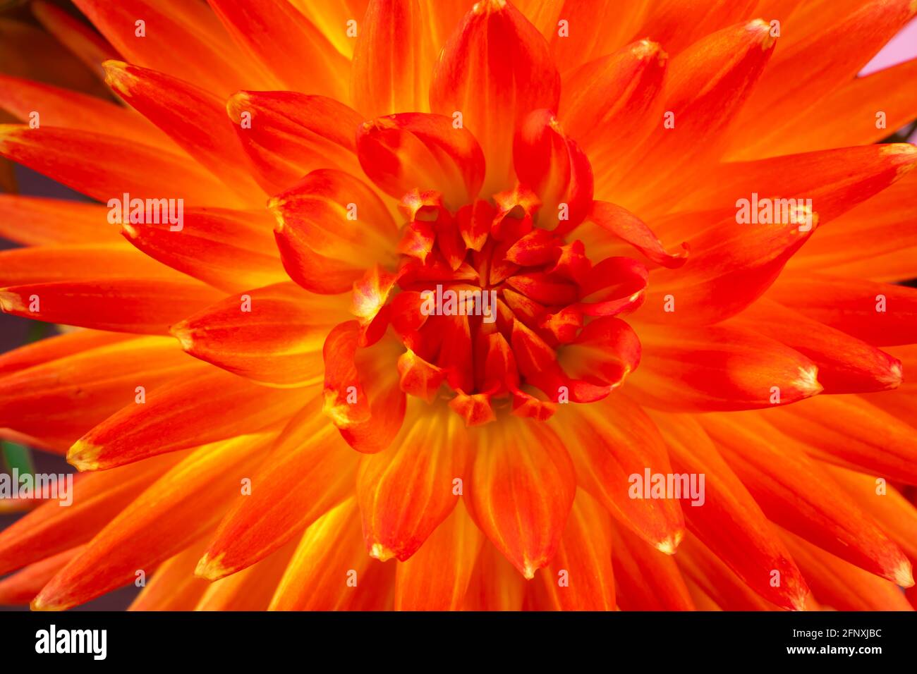 Red dahlia close up. Summer colorful flower. Background from petals. Stock Photo