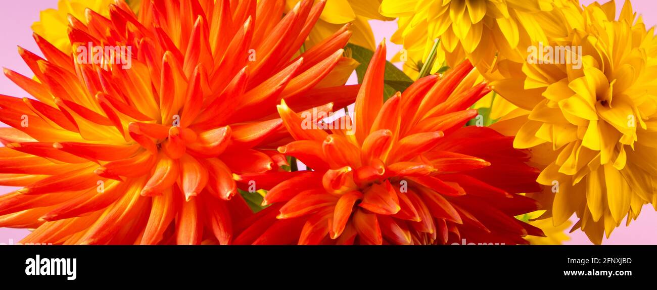 Bouquet of yellow chrysanthemums and red dahlias on a pink background. Summer concept. Flowers close-up. Banner format. Stock Photo