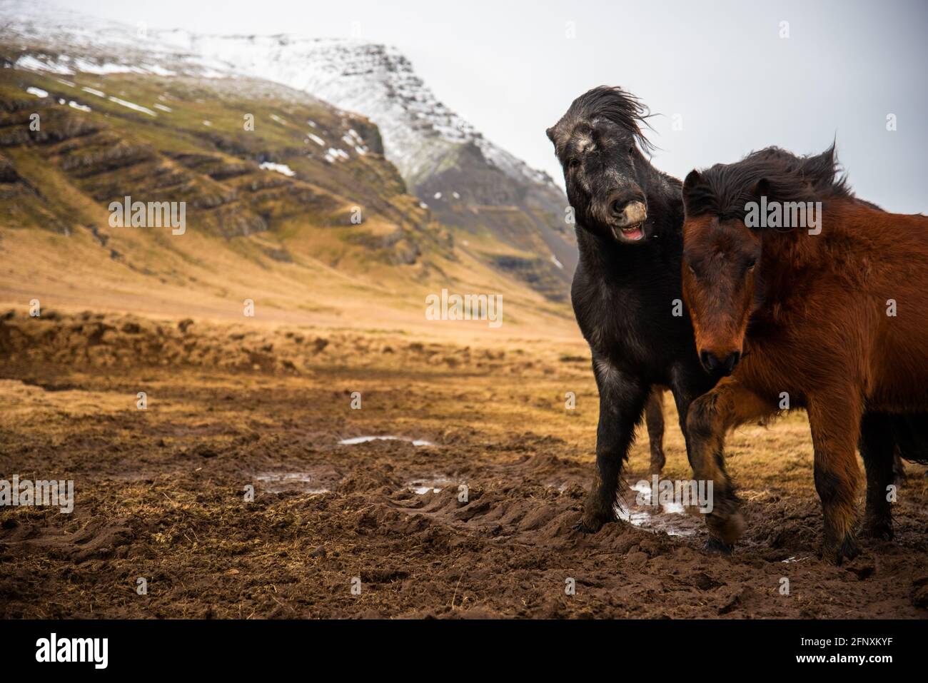 Two Icelandic horses stand close together in the windy cold winter weather with hair blowing in the wind majestic lip curled horse biting irritated fu Stock Photo