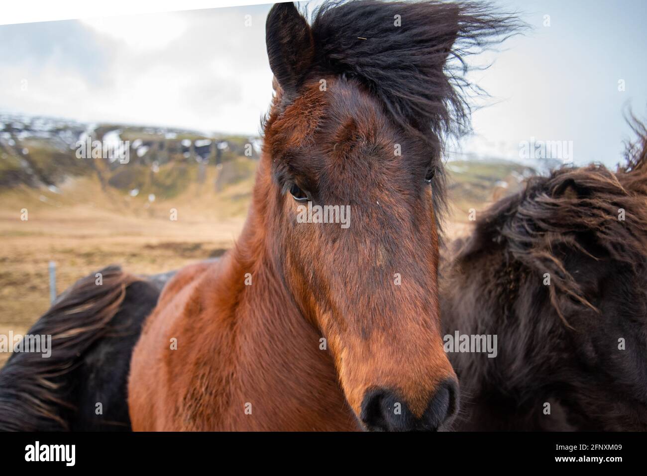 Two Icelandic horses stand close together in the windy cold winter weather with hair blowing in the wind majestic black and brown warm tones Stock Photo