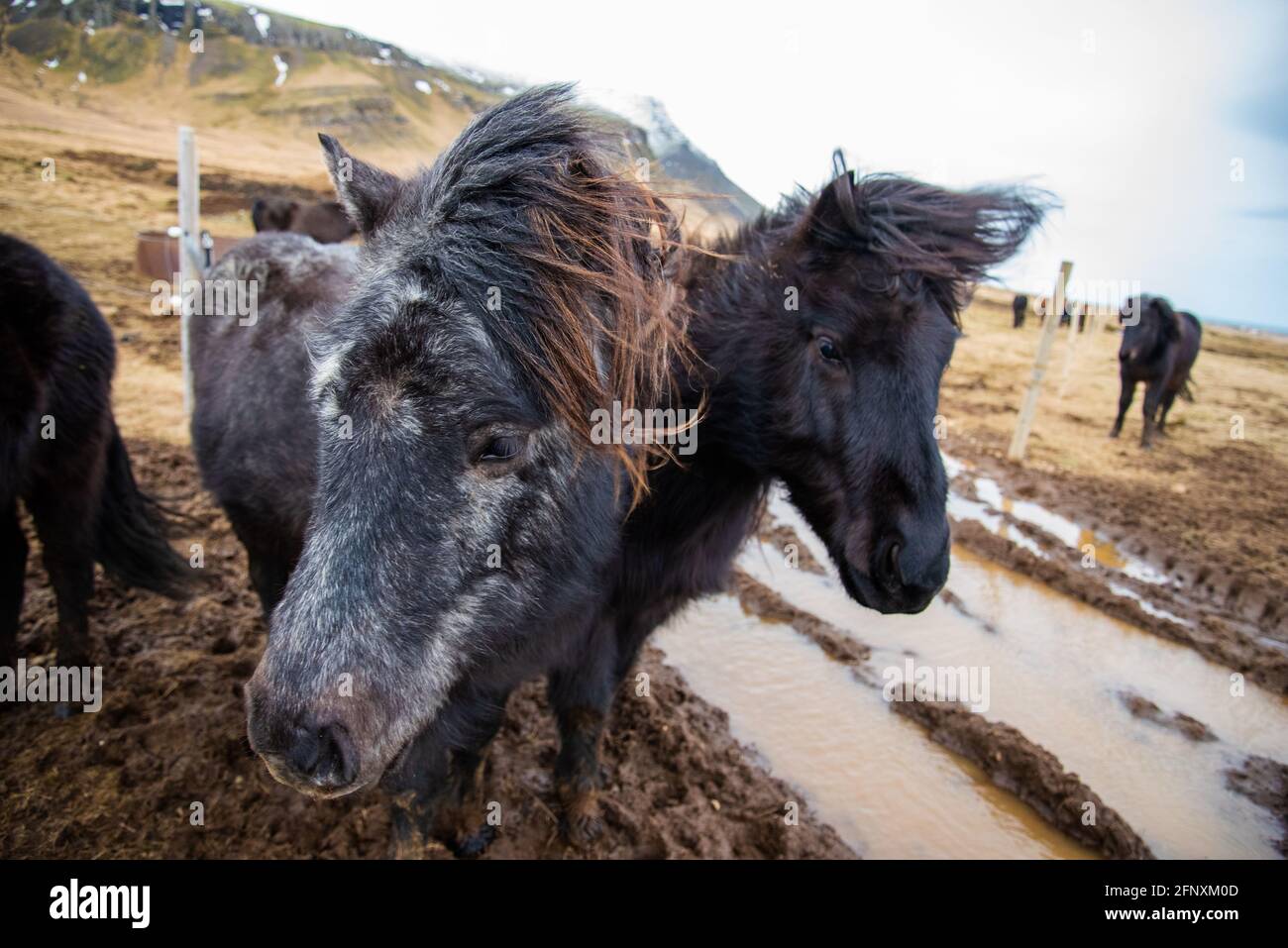 Two dark black Icelandic ponies stand close together in the windy cold winter weather with hair blowing in the wind majestic Stock Photo