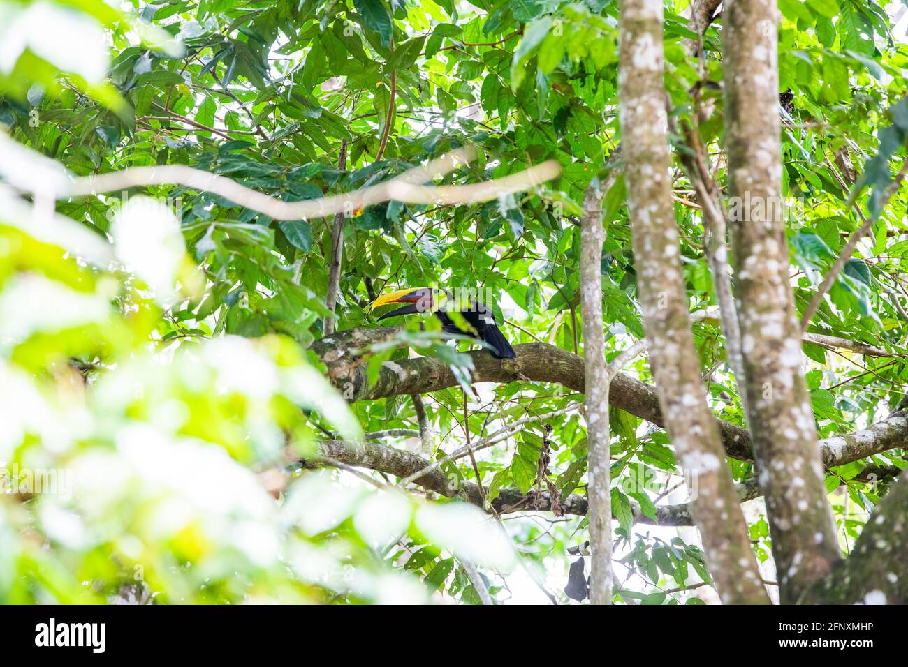 mandibled toucan or Swainson
