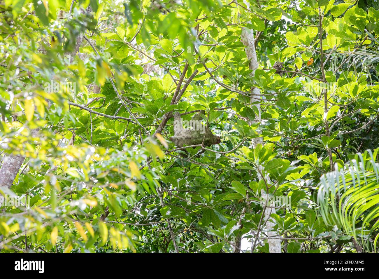 The brown-throated three-toed sloth (Bradypus variegatus) in the tree canopy of Costa Rica Stock Photo