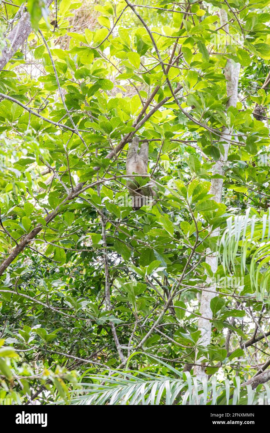 The brown-throated three-toed sloth (Bradypus variegatus) in the tree canopy of Costa Rica Stock Photo