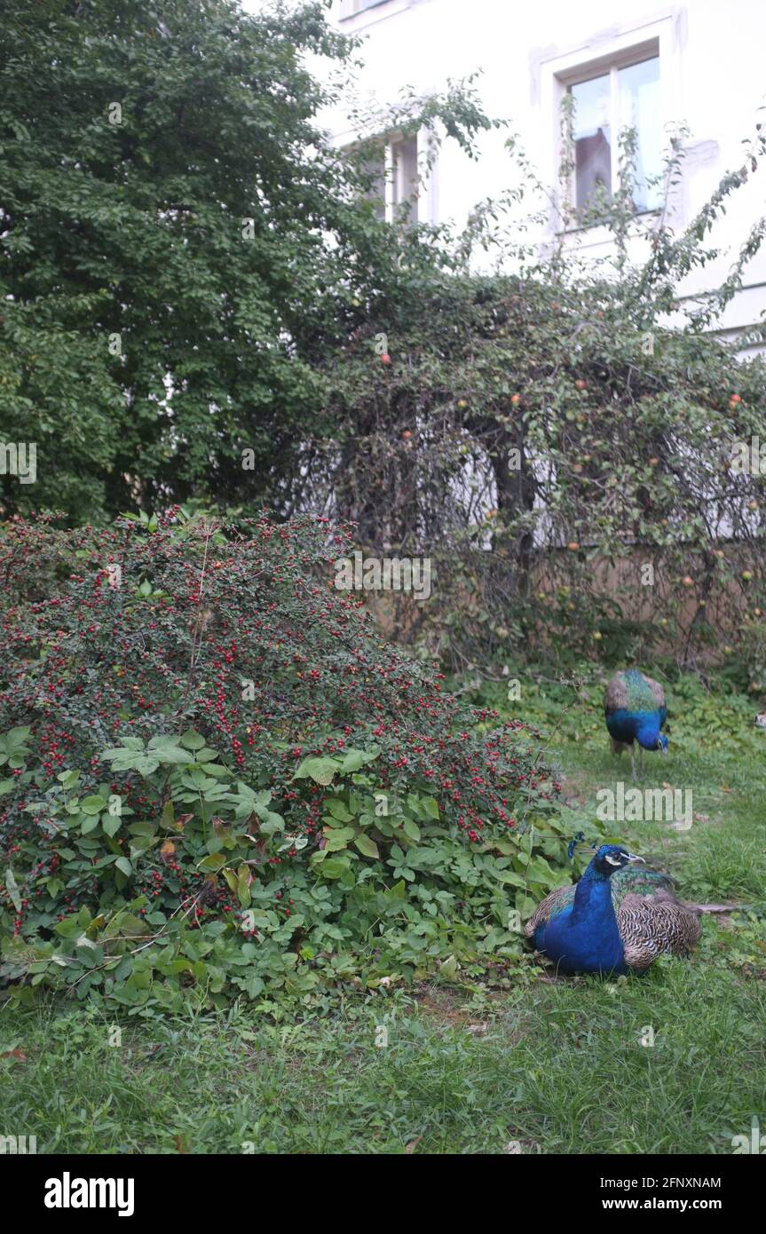 Vertical shot of peafowls in a garden covered in greenery in the daylight Stock Photo