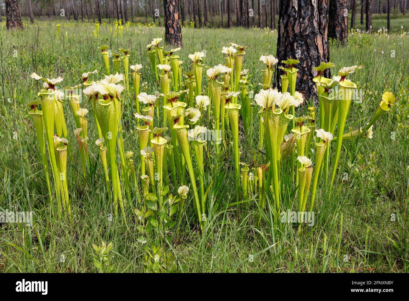 Natural Pitcher plant hybrid Sarracenia x moorei, Western Panhandle, Florida, USA, by James D Coppinger/Dembinsky Photo Assoc Stock Photo