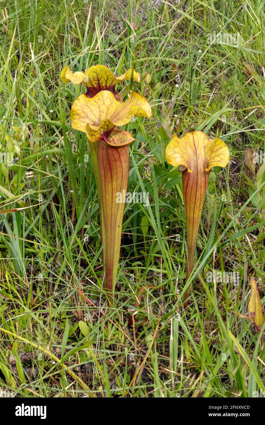Sarracenia x naczii hybrid pitcher plant, Sarracenia flava x Sarracenia rosea, Florida, USA, by James D Coppinger/Dembinsky Photo Assoc Stock Photo