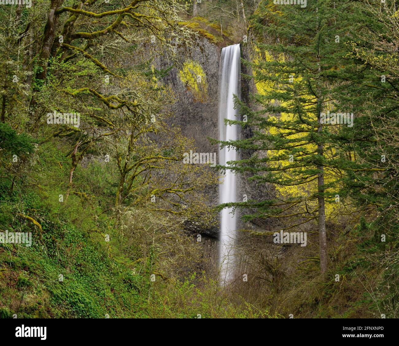 Latourell Falls in Guy Talbot State Park, Columbia River Gorge National Scenic Area, Oregon. Stock Photo