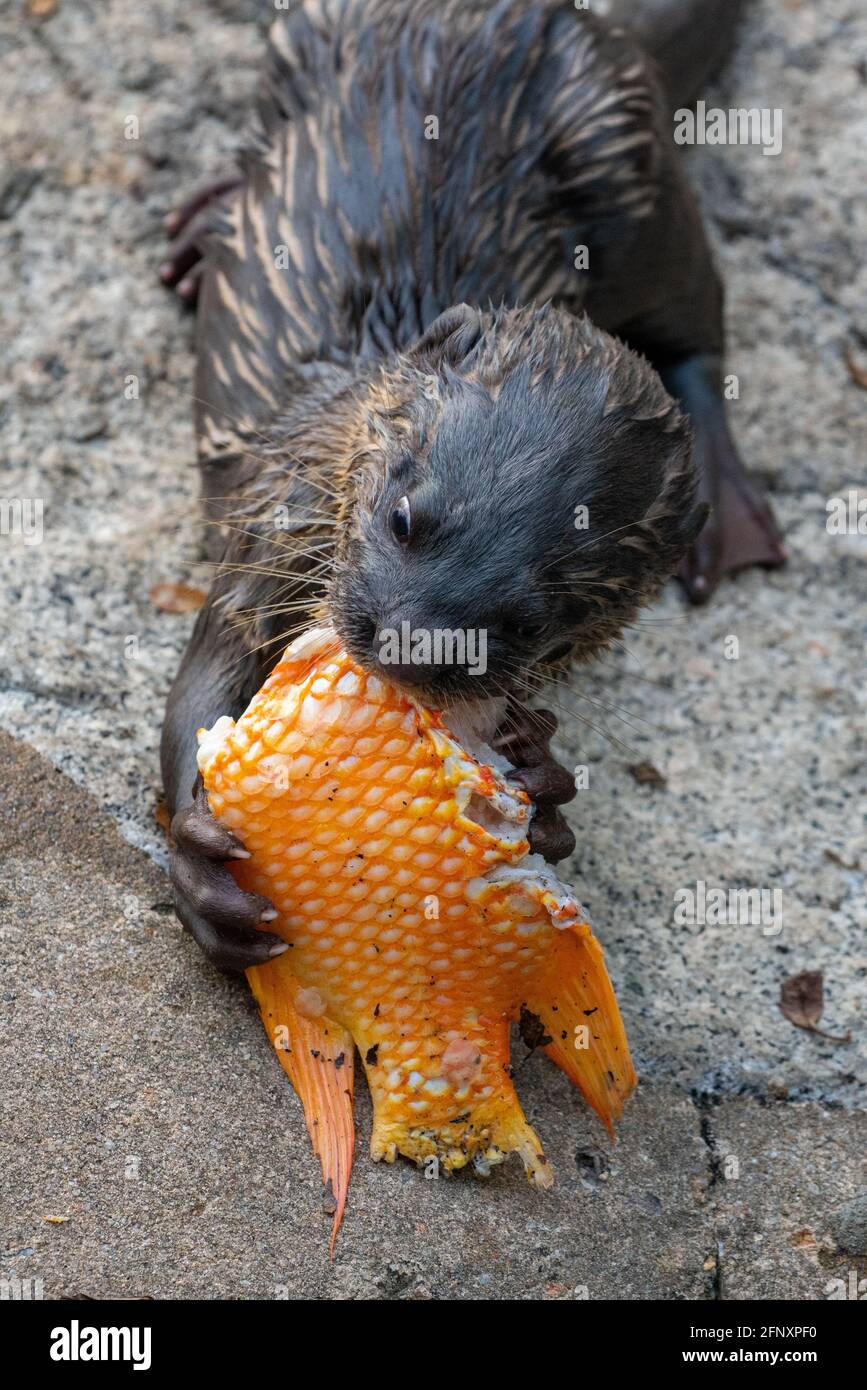 A young otter feeding on a fish on the banks of Marina Bay, in the centre of Singapore. Stock Photo