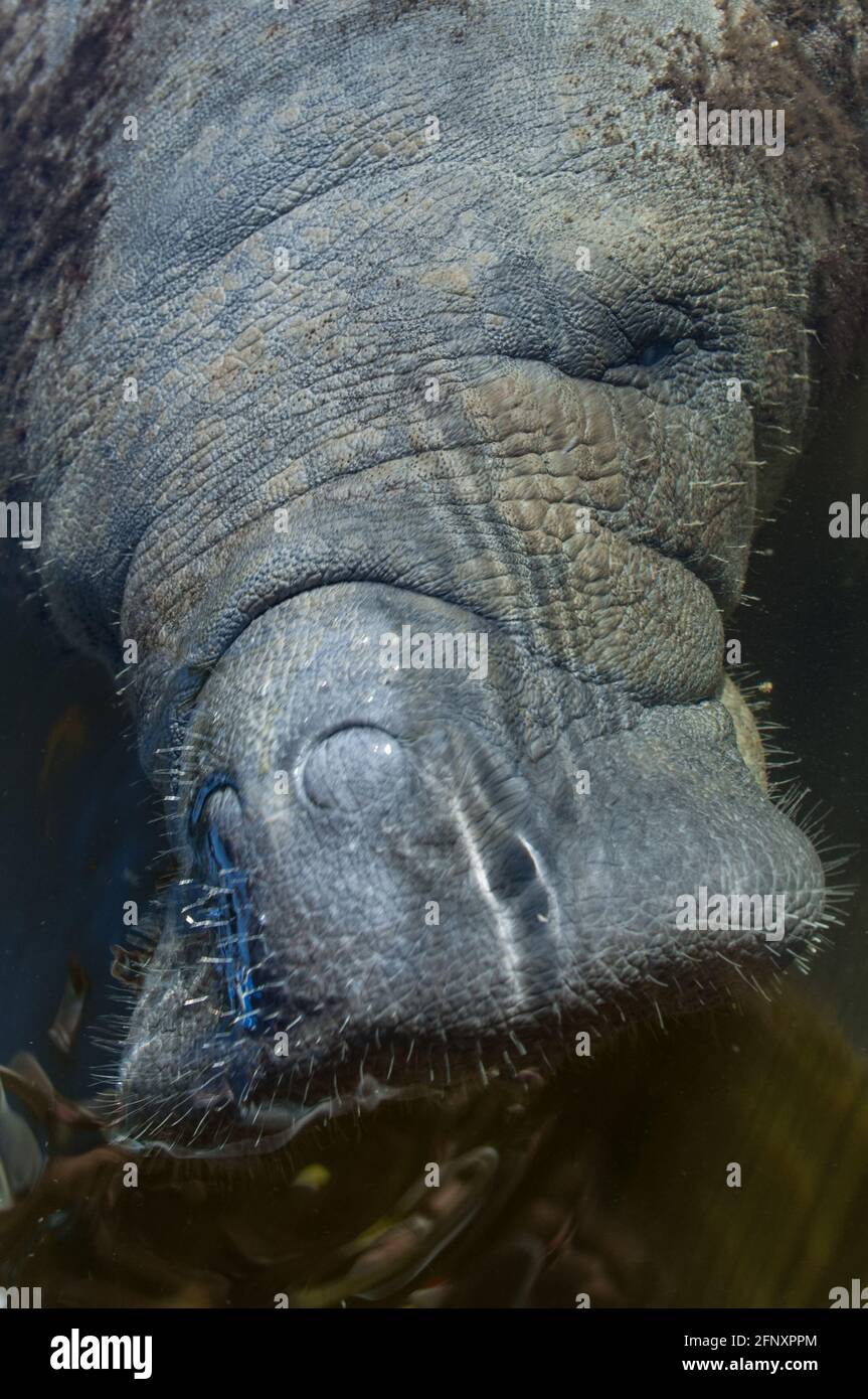 The manatee Trichechus manatus is a herbivorous marine mammal that can ...
