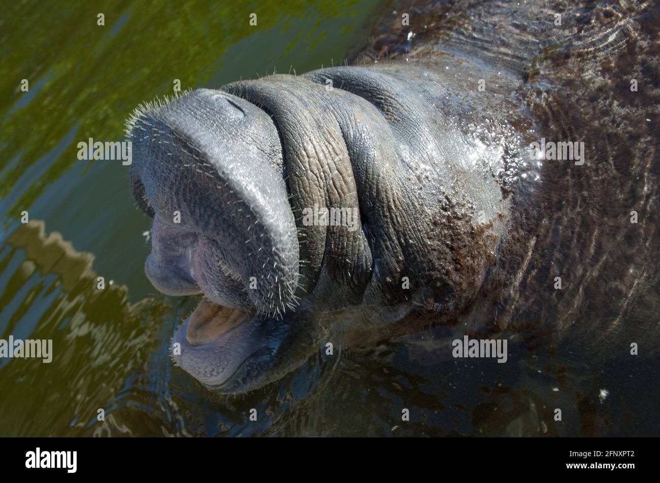 The manatee Trichechus manatus is a herbivorous marine mammal that can ...