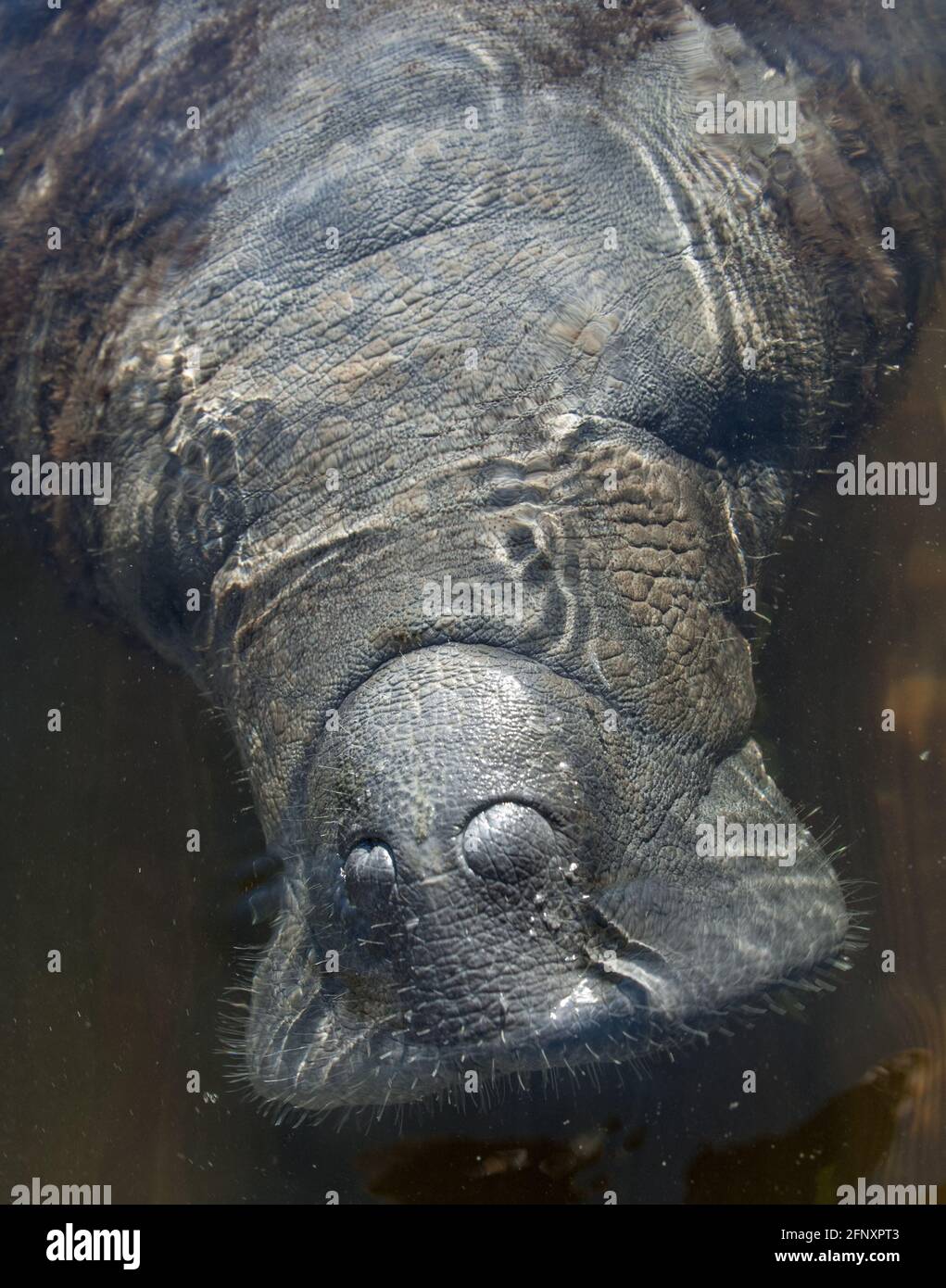 The manatee Trichechus manatus is a herbivorous marine mammal that can ...