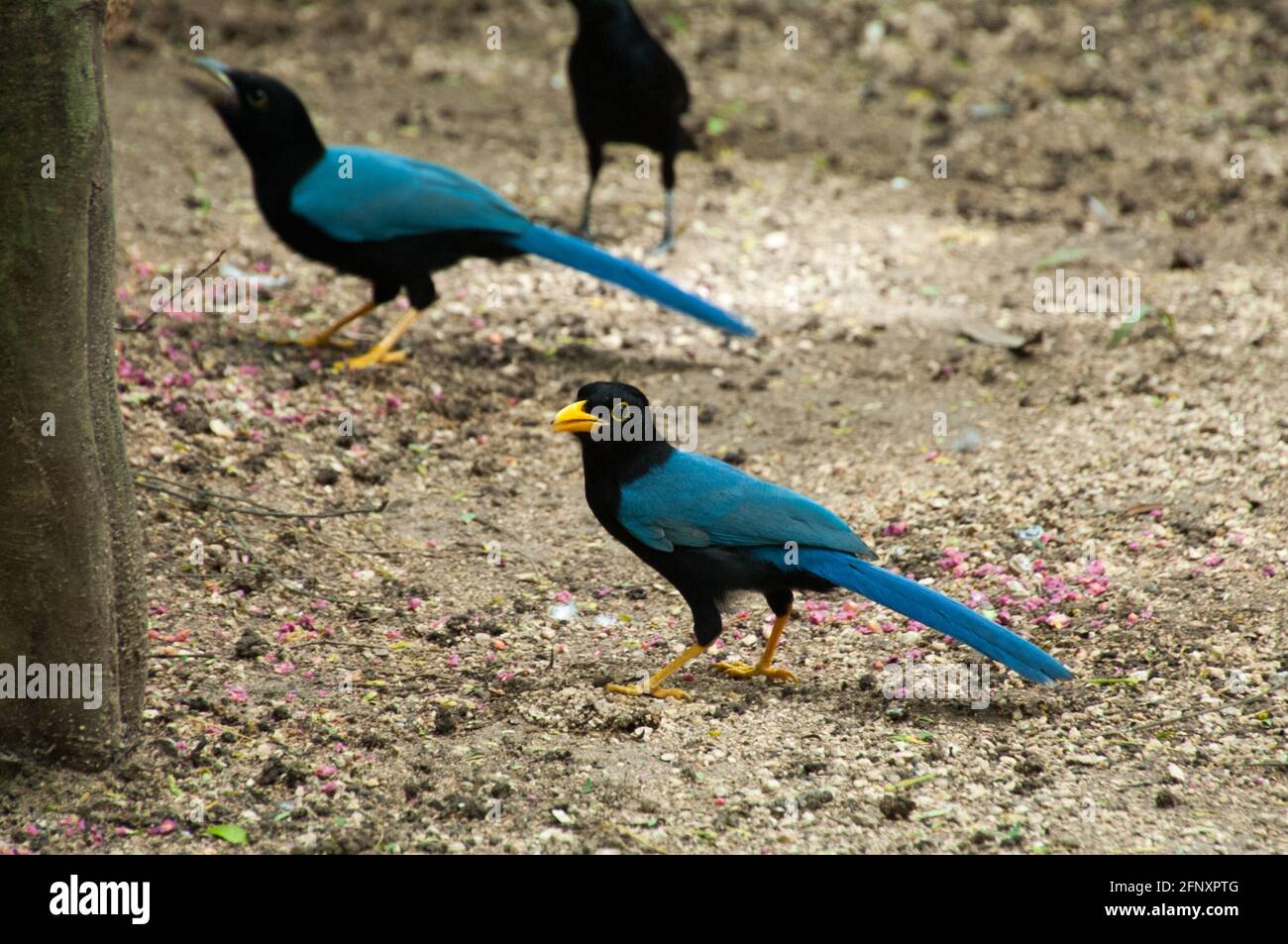 Three Yucatecan Chara birds, Cyanocorax yucatanicus Stock Photo