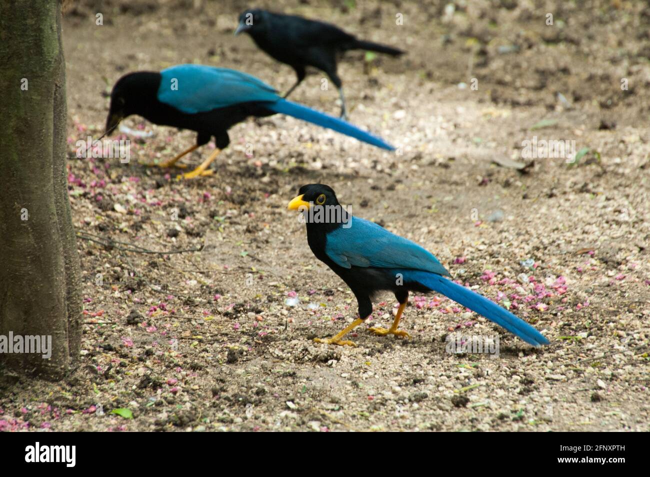 The chara or magpie, Yucatecan Cyanocorax, is a blue bird of the Yucatan Peninsula, lives in the forest and coastal scrub, feeds on insects and corn. Stock Photo