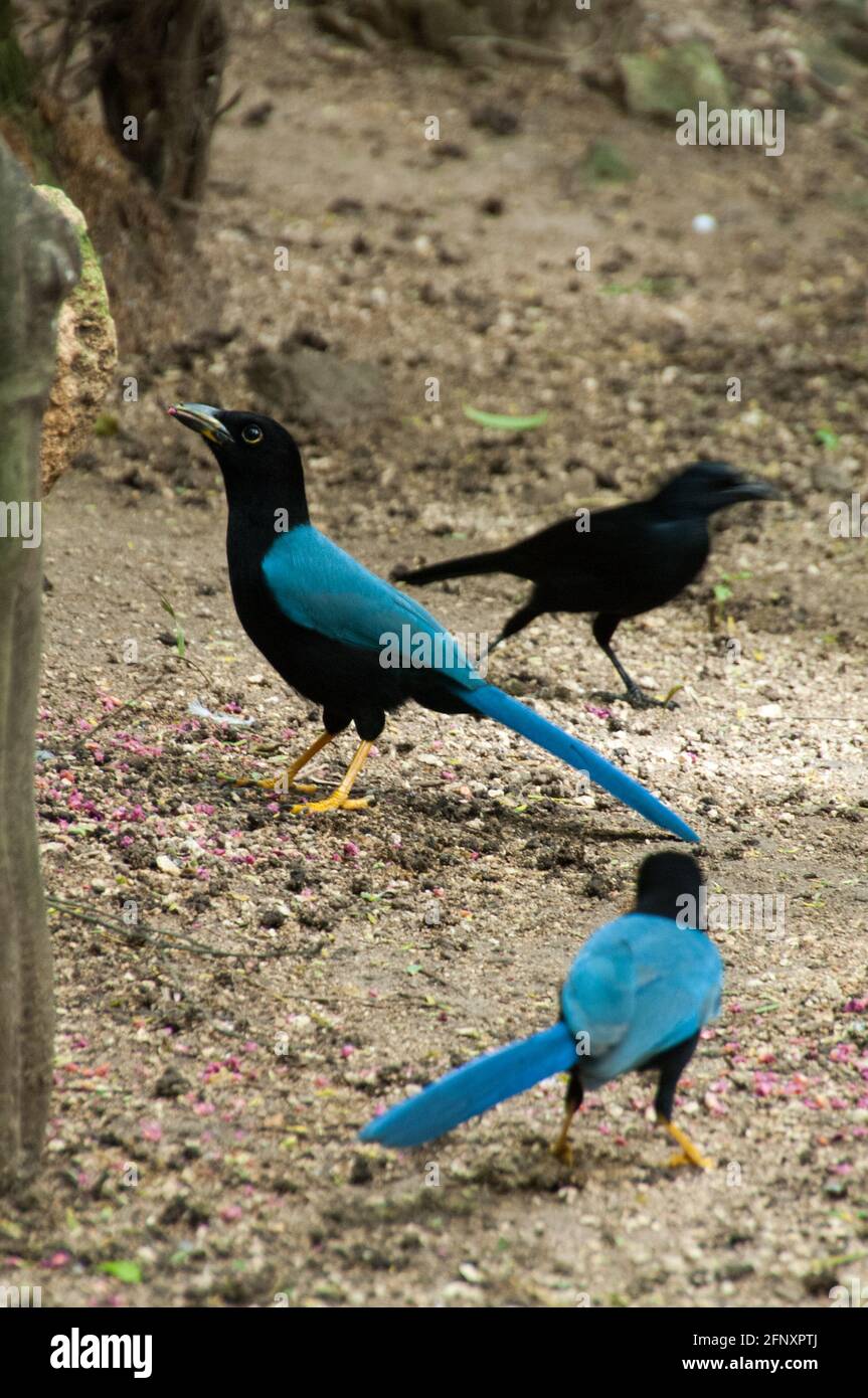 The chara or magpie, Yucatecan Cyanocorax, is a blue bird of the Yucatan Peninsula, lives in the forest and coastal scrub, feeds on insects and corn. Stock Photo