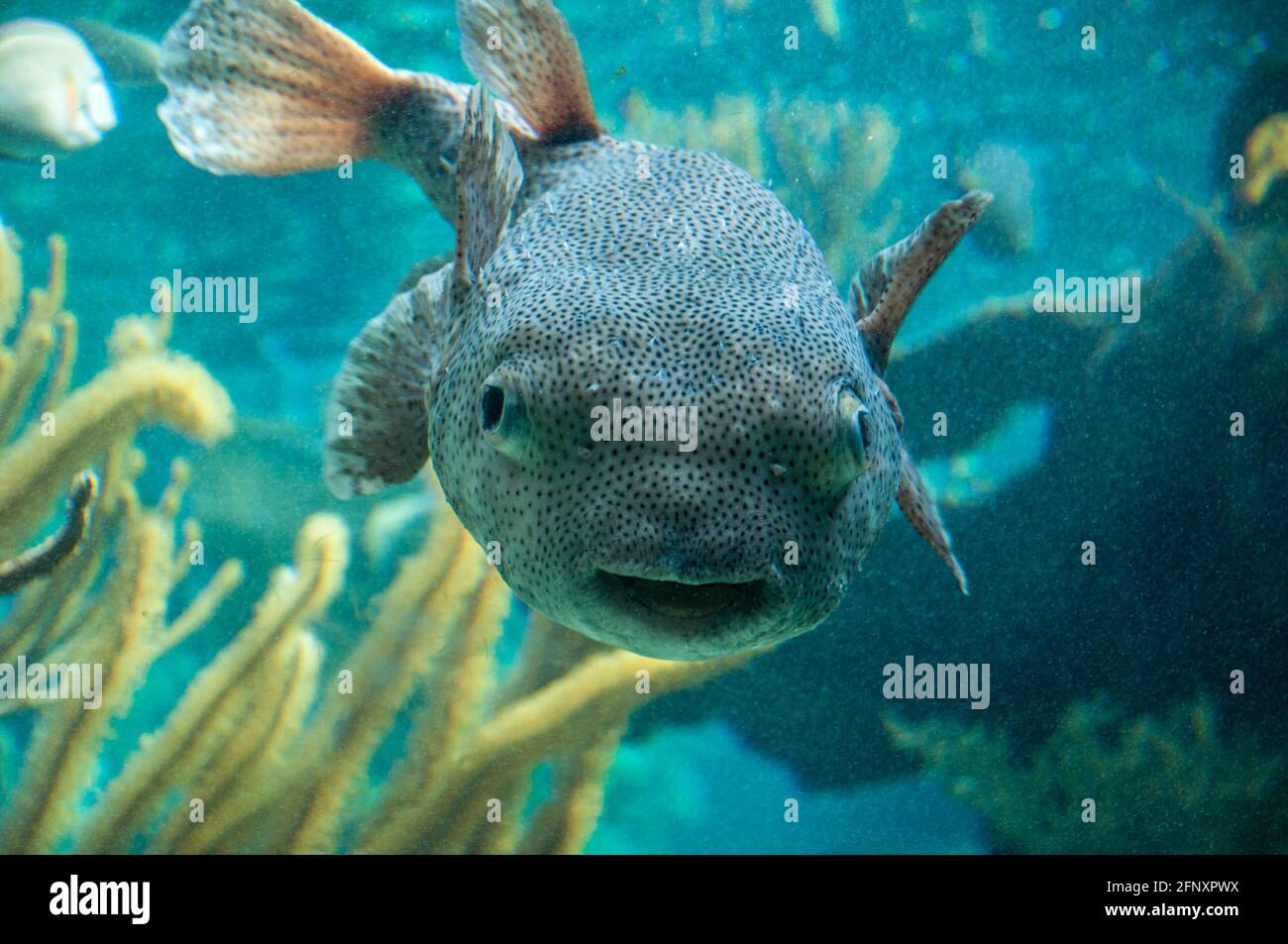 Poisonous fish Tetraodontidae blowfish Stock Photo