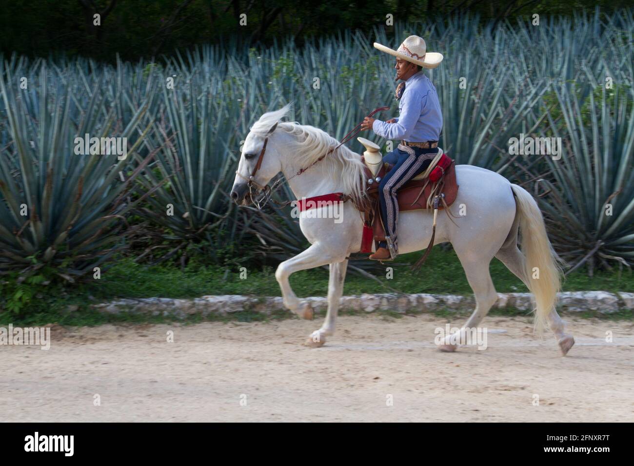 Charro riding in front of a sisal crop Stock Photo