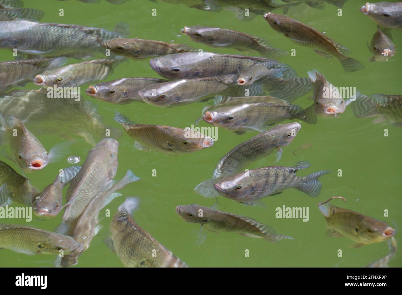 The tilapia is a group of African fishes, accelerated growth, disease resistance, adaptation to captivity and feeding open to multiple elements. Its w Stock Photo