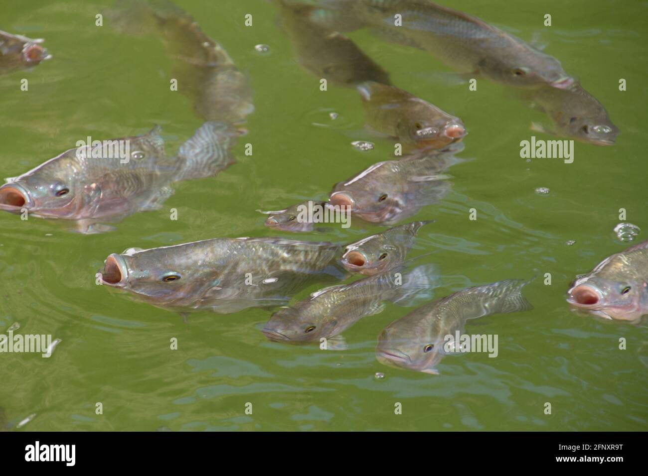 The tilapia is a group of African fishes, accelerated growth, disease resistance, adaptation to captivity and feeding open to multiple elements. Its w Stock Photo