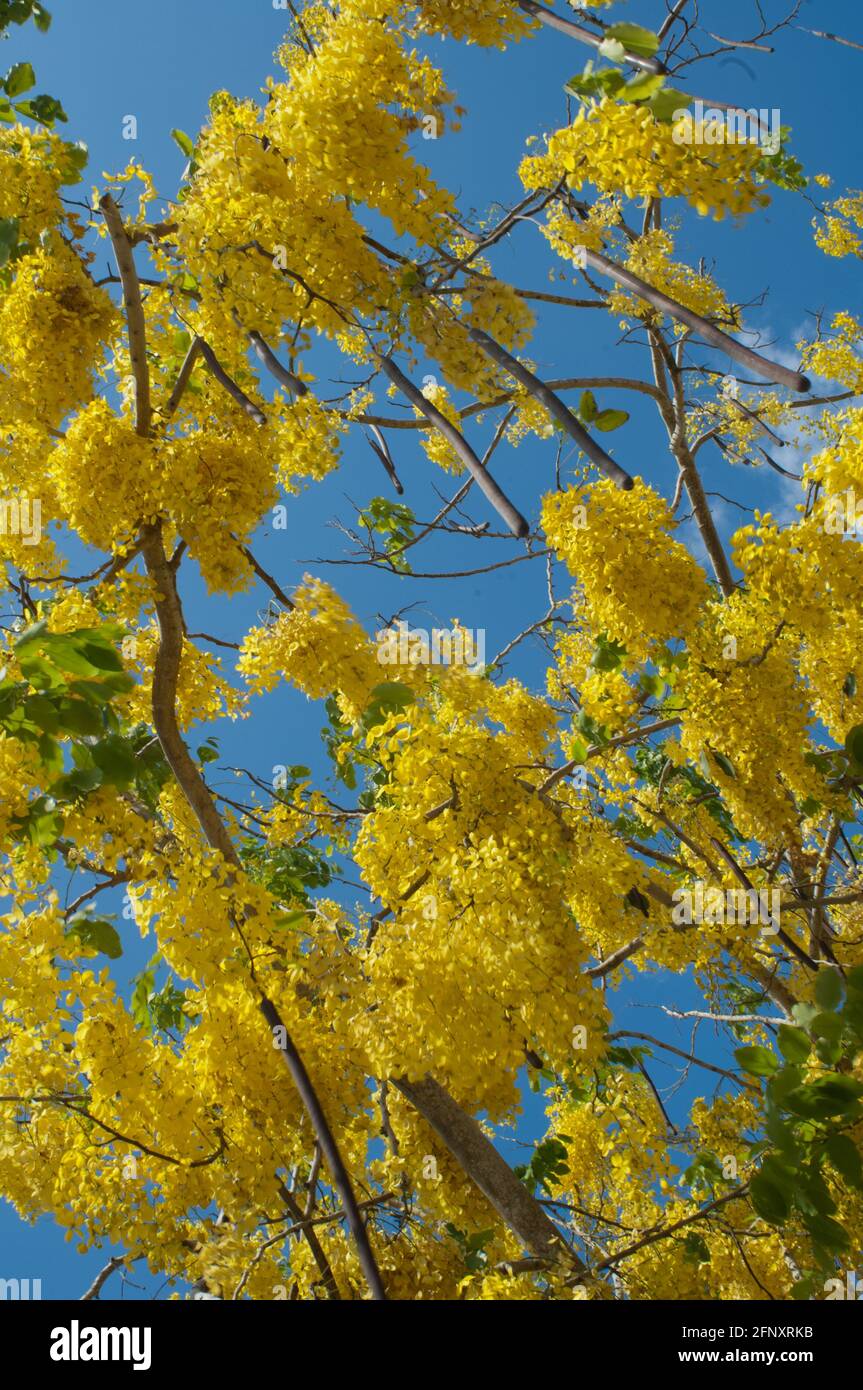 Golden rain tree Cassia Fistula Stock Photo Alamy
