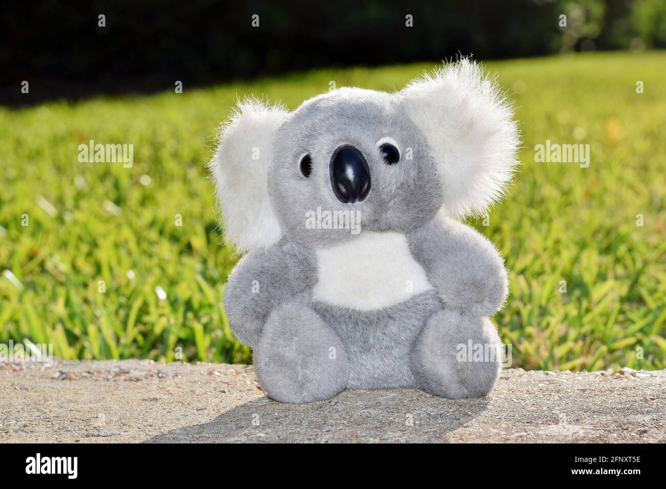 Baby koala bear. Stock Photo