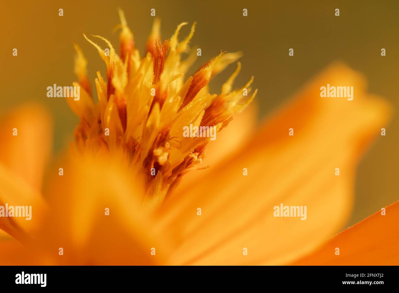 Decorate botany Coreopsis flower wallpaper detail abstract Stock Photo