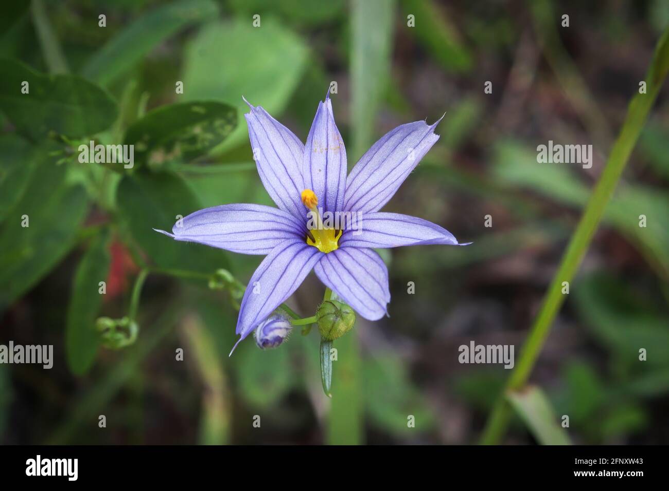 Macro of a Blue Eyed Grass flower Stock Photo