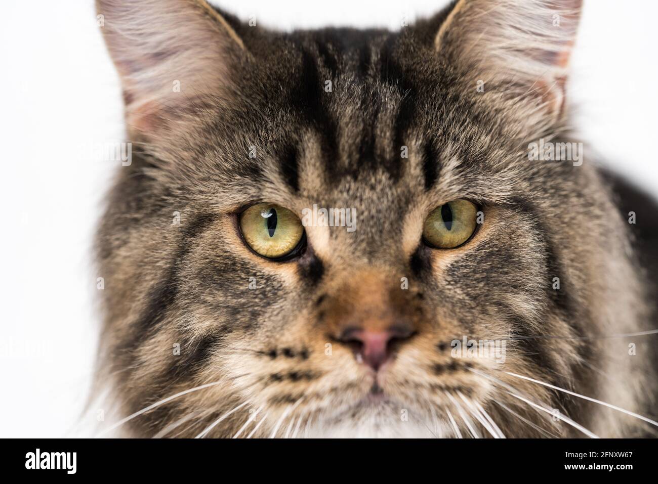 Extreme closeup portrait of mackerel tabby Maine Coon Cat looking at