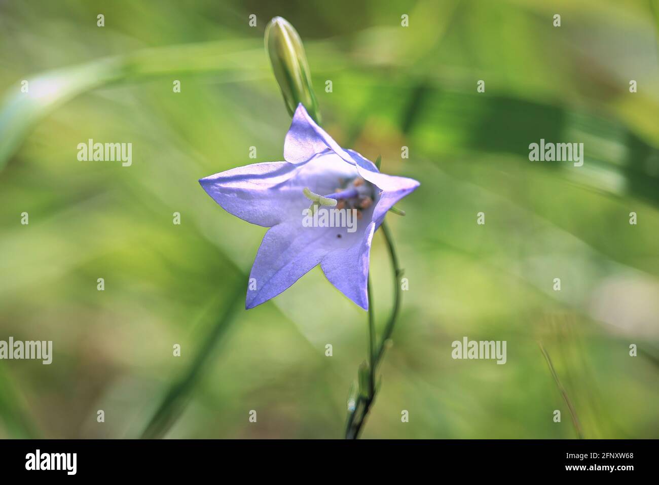 Macro of the star shaped flower on a common harebell Stock Photo