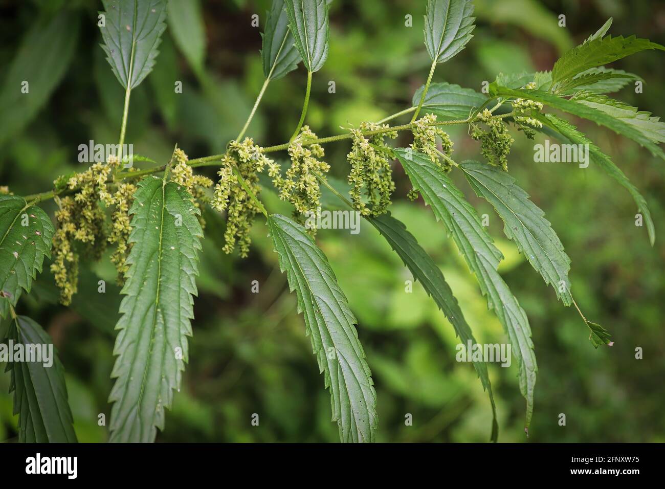 Closeup of stinging nettle with hanging flowers Stock Photo