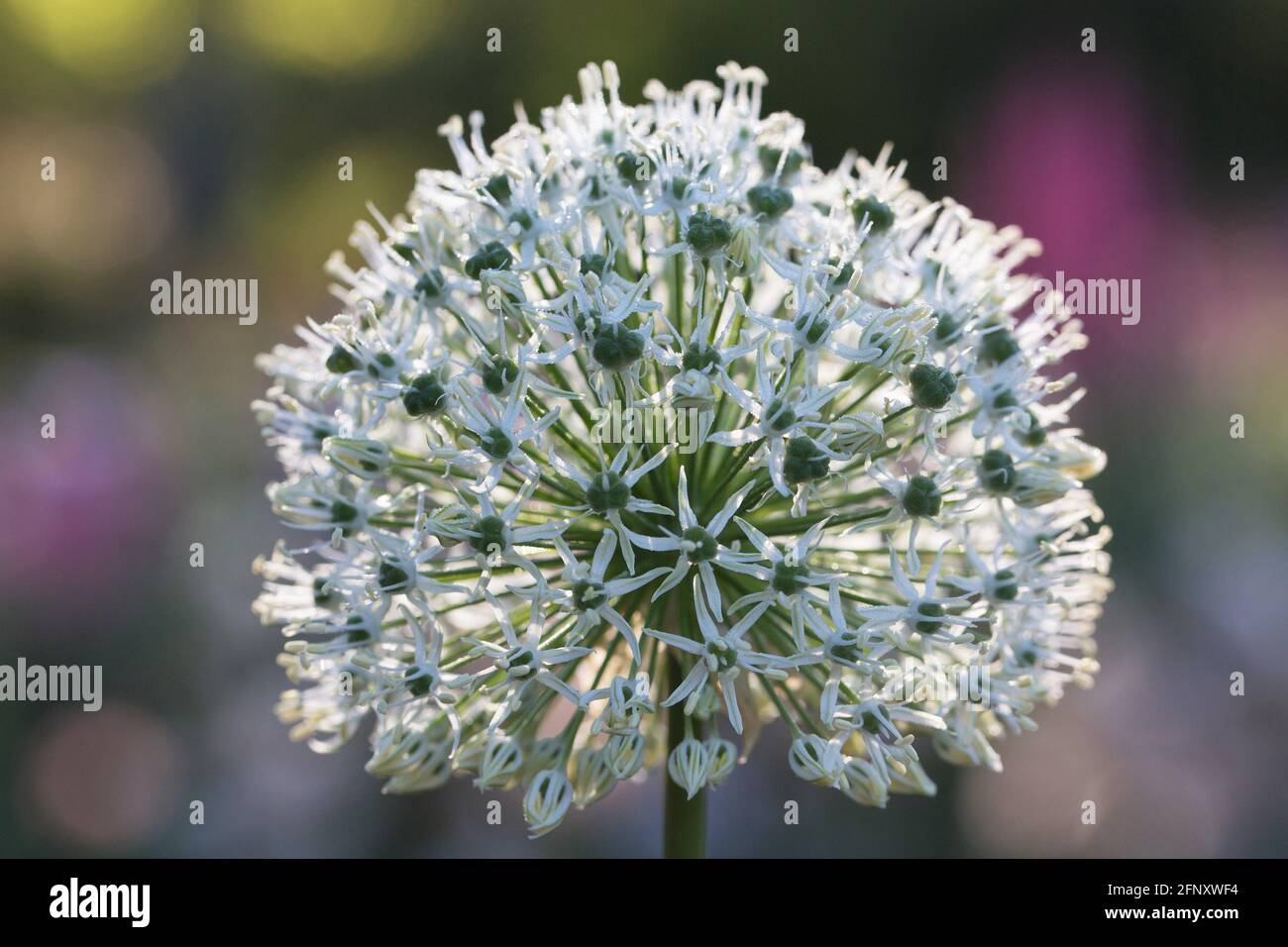 Close up of a white allium flower Stock Photo Alamy