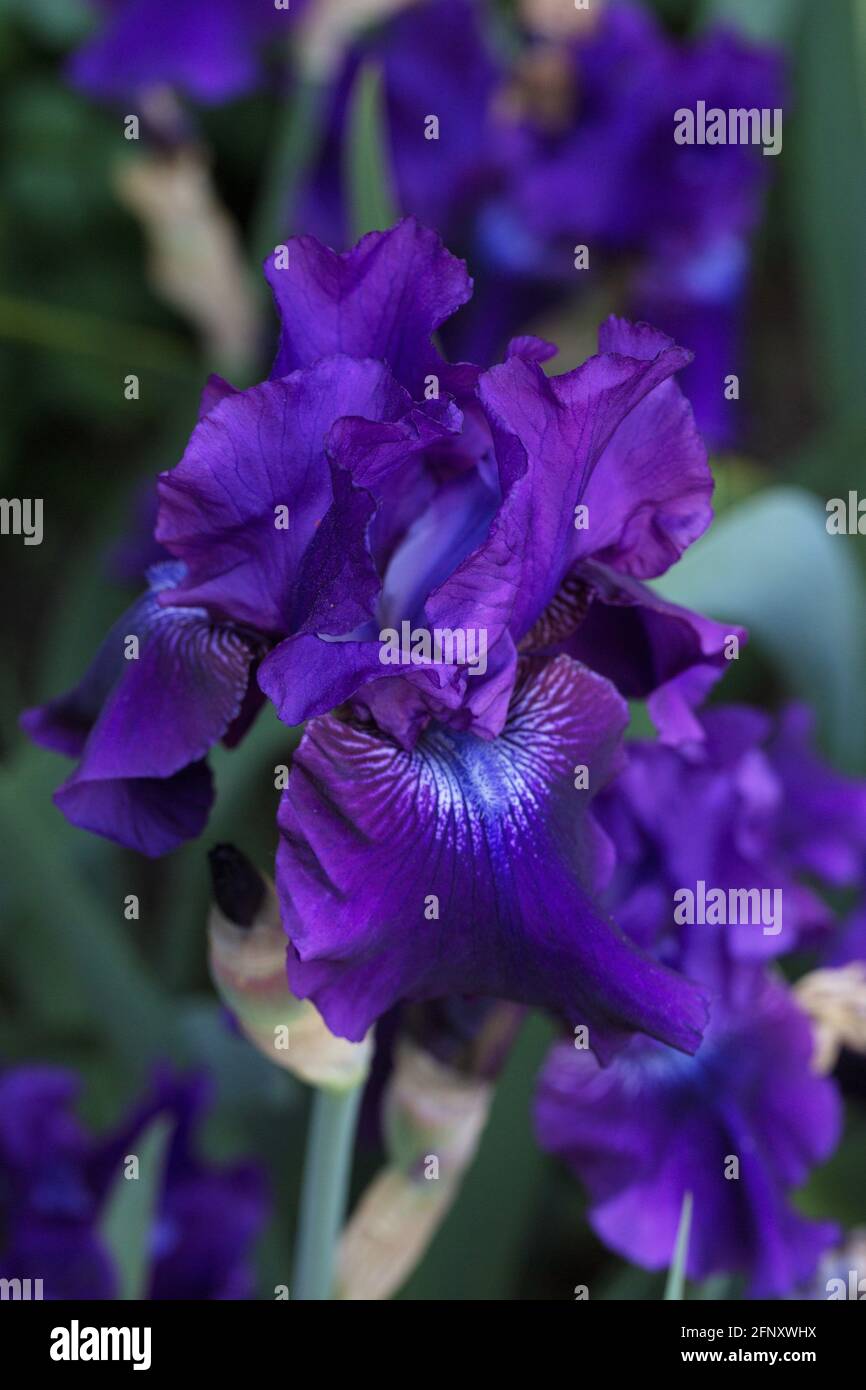 Iris 'Rosalie Figge' Stock Photo - Alamy