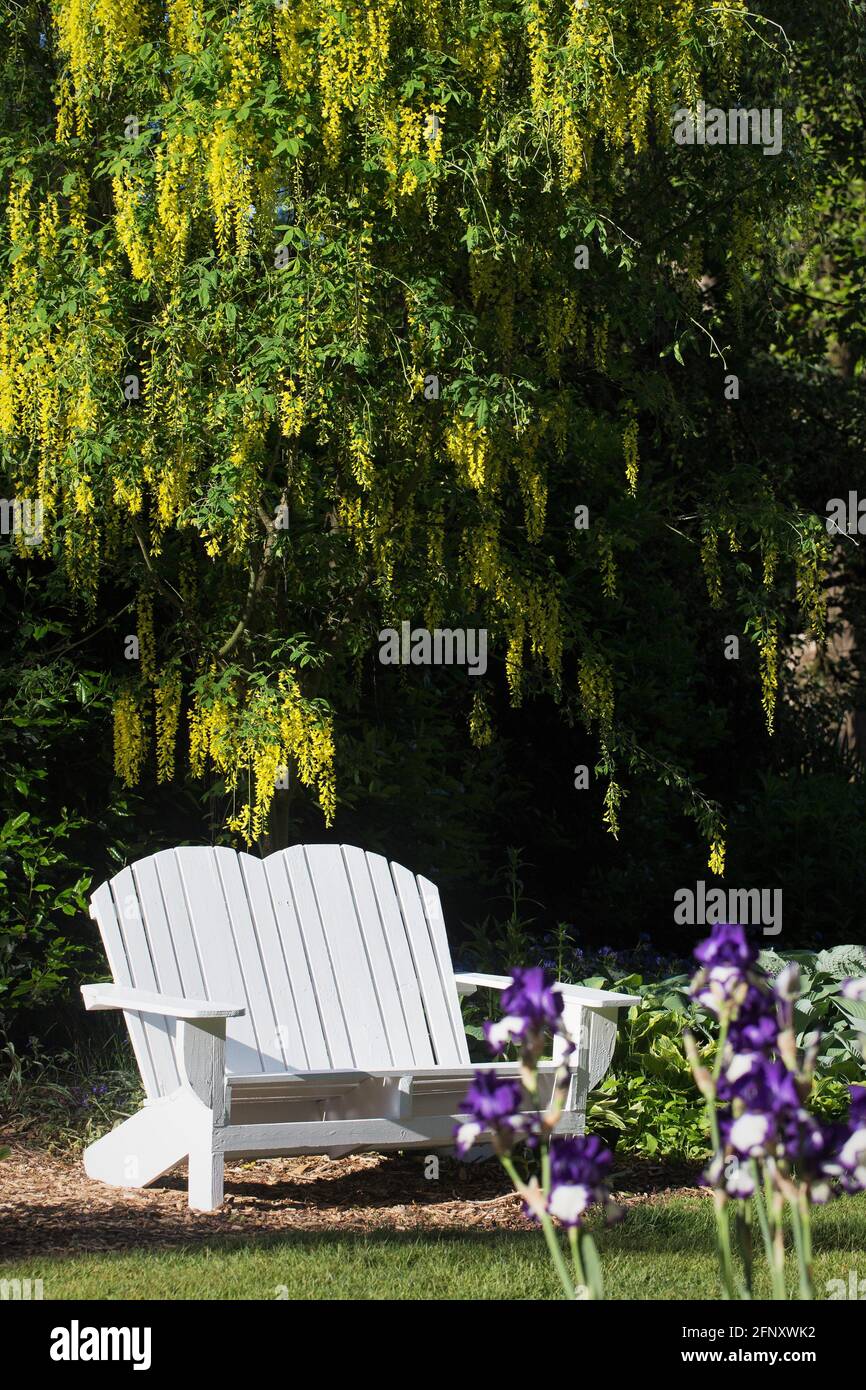 A white adirondack bench under a golden chain tree. Stock Photo